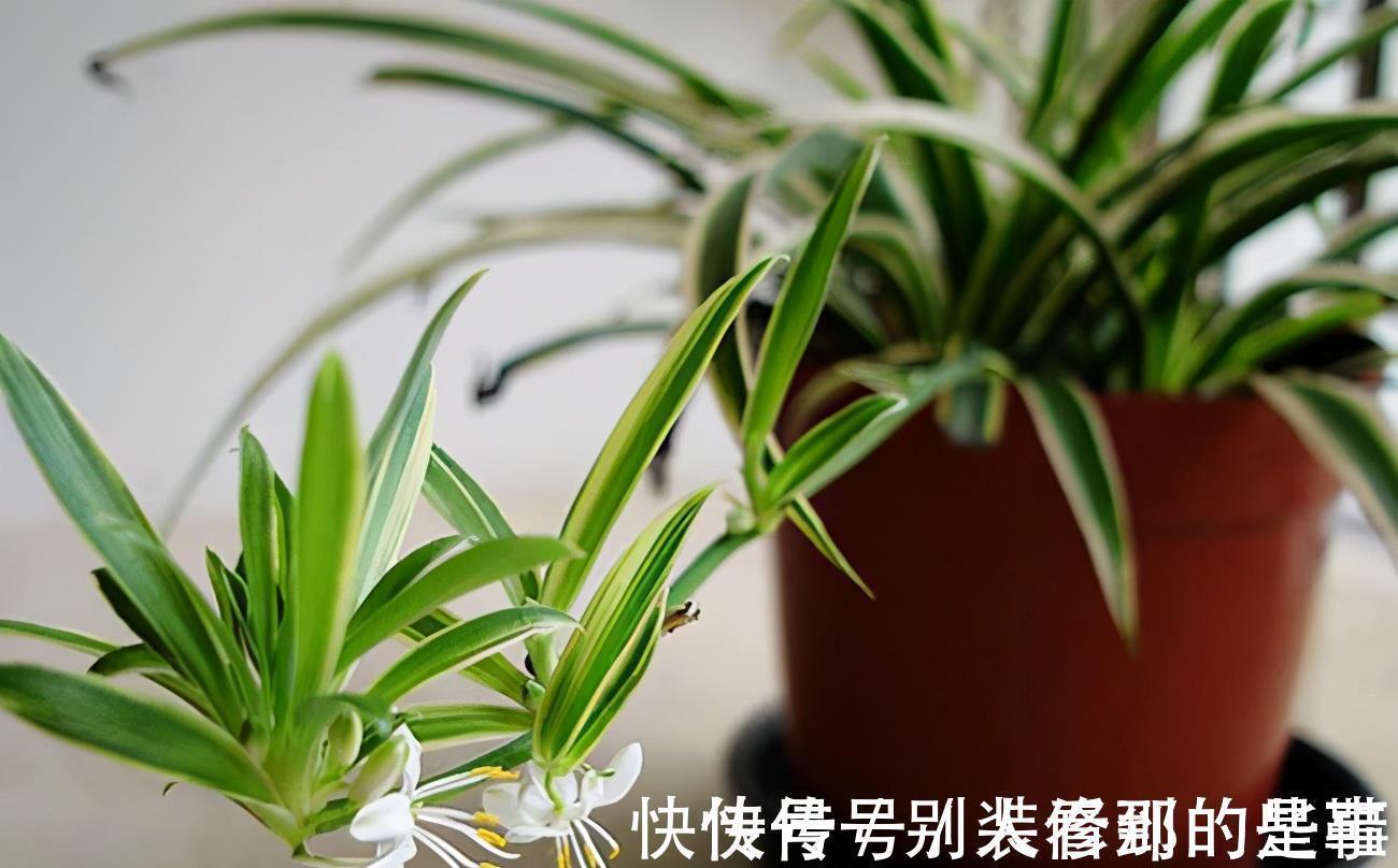 盆栽|最受欢迎的5种吊兰,一个比一个好看,皮实好养,适合阳台盆栽