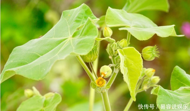 用青麻煮水|田间一野草，有“中国草”之称，不仅可食用，还能制绳和入药