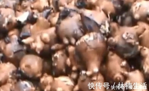 亡阳虚脱|农村一种植物，与艾草相似，被称为“天下第一草”