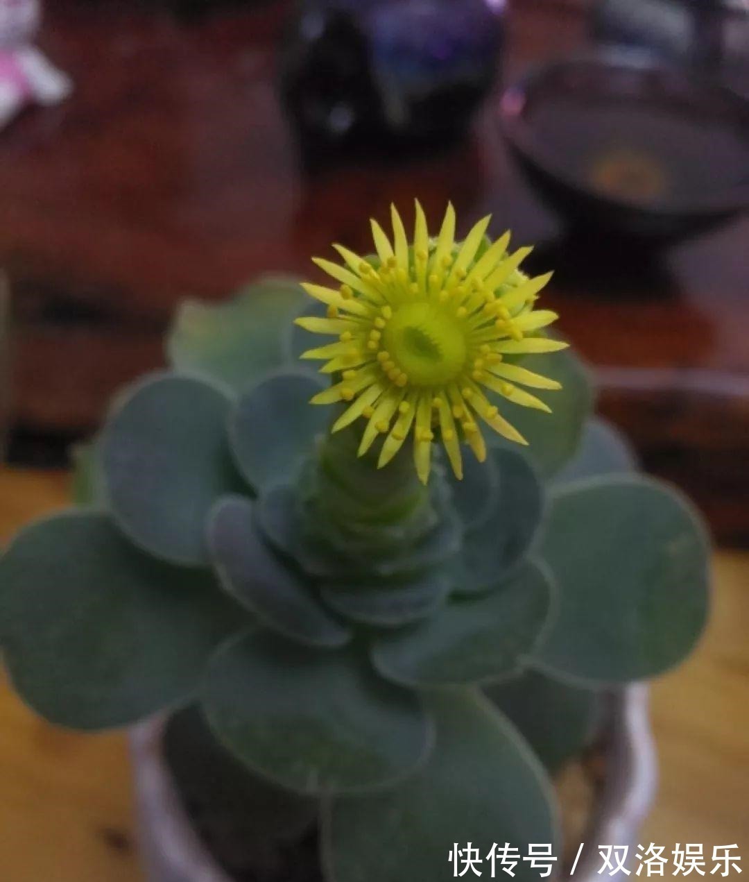 静夜|6种多肉太难养,赶紧留个种,省得每年都要重新买!