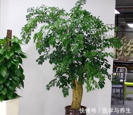 什么长寿花、富贵竹都不如养这“4种树”,寓意吉祥,越养越值钱!