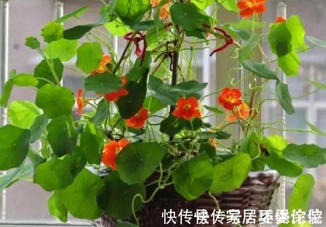 家里这些花卉吊起来养，既增加了观赏价值，又节省了养殖空间