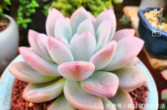 如何让多肉变美看看我是如何宠它们的！如何让多肉变美看看我是如何宠它们的！