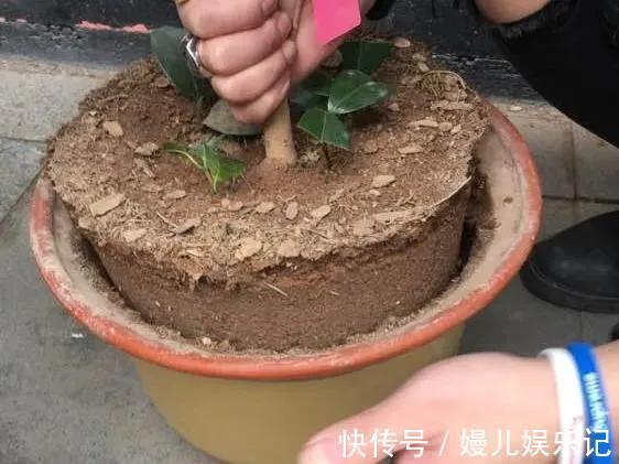 盆土|养花盆土“硬邦邦”?自制一碗水,土壤松软似面包,肥力足