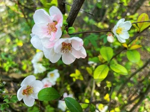 春暖花开日，这些“宝藏”赏花地，值得你打卡