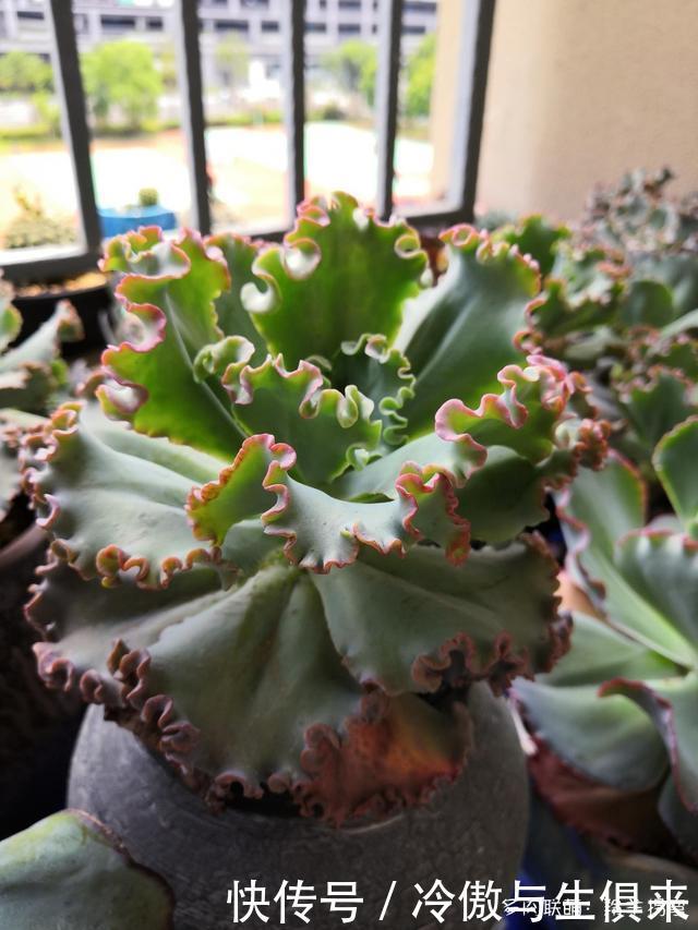 春天的包菜多肉有多美，梅雨季就有多像菜