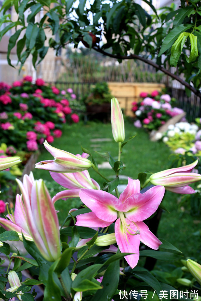 阳台上|为建花园,不顾反对买了一楼带院子,3年的亲手布置朋友都羡慕了