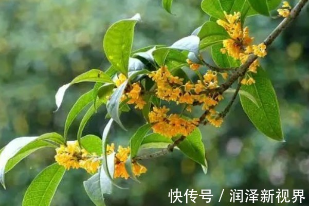 玉树|养花不如“养树”，客厅养上这三种，没想到聚财又养人