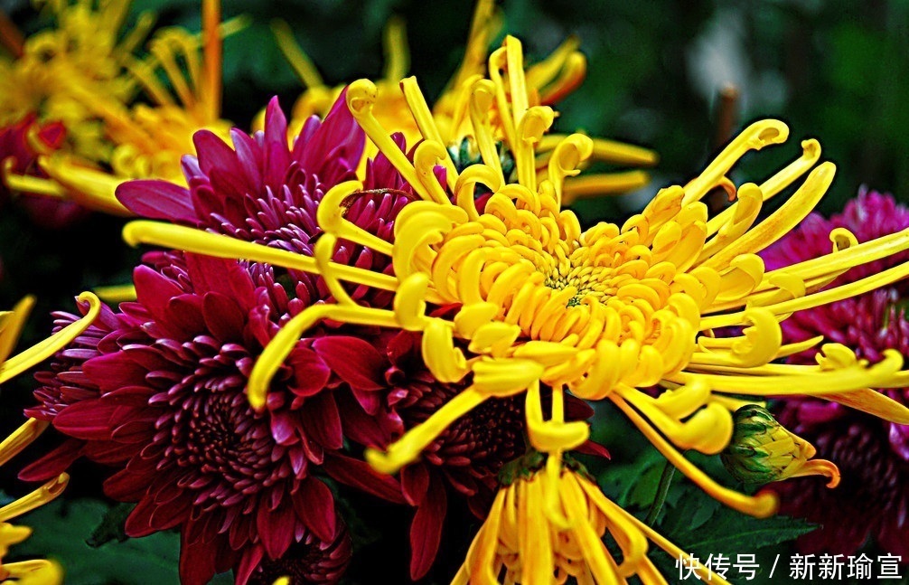 此花是一种淡隐山林的意境,有着非凡的地位,是长寿之花