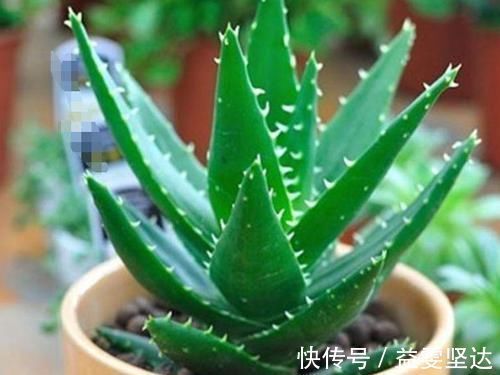 吊兰|5种净化空气的花，扫光室内“甲醛、二手烟”，养在客厅美极了