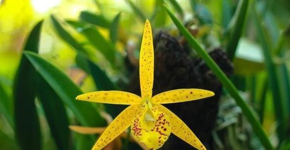 前人传下来的养兰“8字经”,是对养好兰花的经验和总结,赶紧学