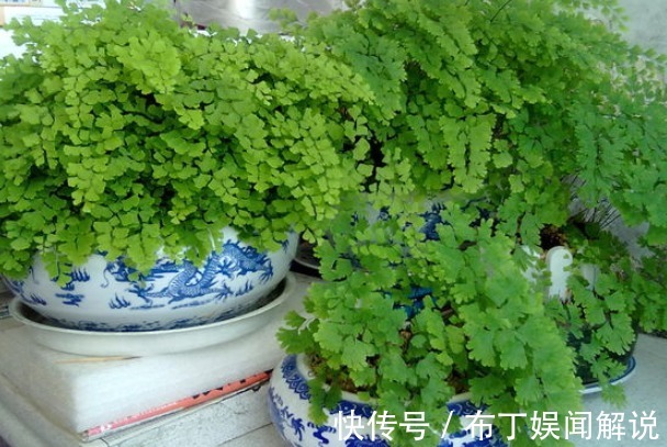 4种“吸毒花”,再贵也要养一盆,尤其第三种,让家人更健康!