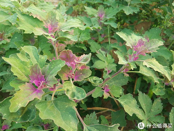 扫帚苗|炎炎夏日，这5种藏在农村路边的野菜，鲜嫩当季，遇到千万别错过