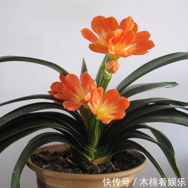 光照|君子兰根系粗壮，花箭乱窜，多亏了这2步，现在实施时间正好！