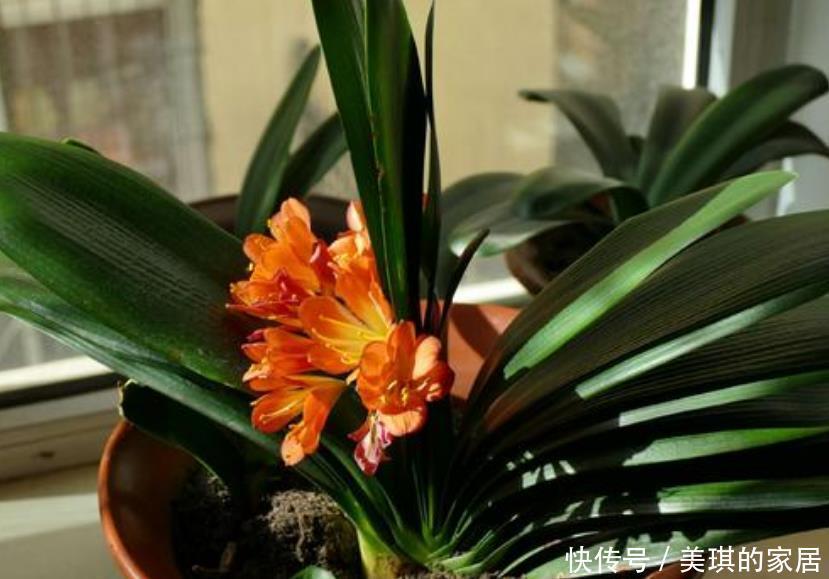 老人|7种适合老人养的花,好养观赏性强,寓意好谁都喜欢