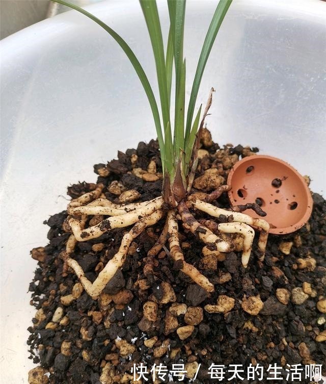 厨房这1料,养兰“特有效”,一洒一喷,兰花生根快,新芽蹿不停!