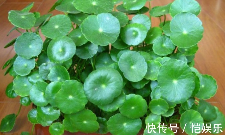 铜钱草黄叶先别扔,取出来重新栽,没有土照样生根窜芽!