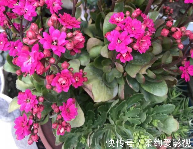 植物|冬日长寿花开完花后,马上动手做4件事,10天就能迎来下一波花