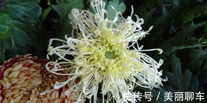 名菊|喜欢菊花,不如养盆“珍品名菊”绿窗纱影,似长发少女,纱影朦胧