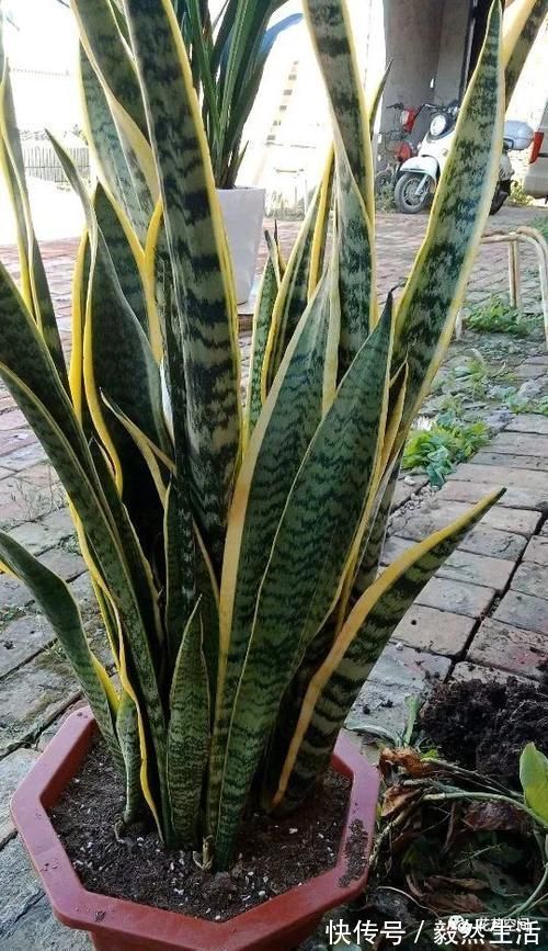 叶片|“最厉害”的生长水,虎皮兰吊兰文竹每月用一次,像打了激素一样疯长