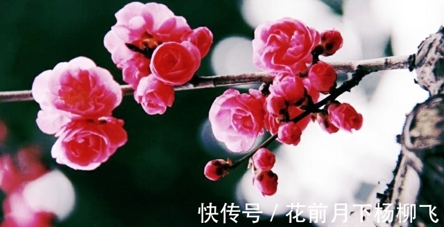 幽斋@蝶恋花·贺岁(竹榭)