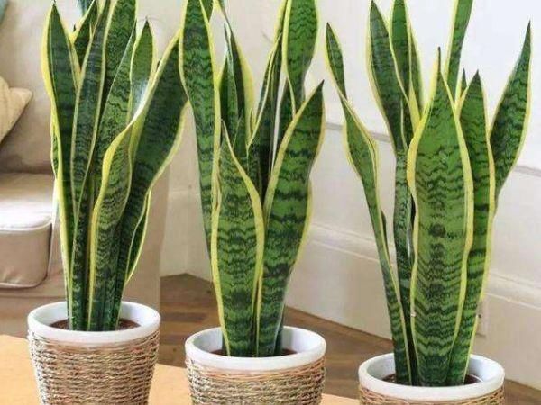 强性|吸臭强性强的4种花,摆在卫生间里,杀菌驱虫,比清新剂还好用