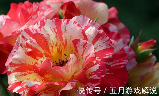 3款画家系列月季,你喜欢哪一款