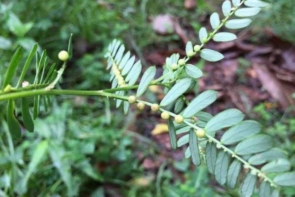 人称阴阳草,听其名都害怕,如今能见到的是有福之人