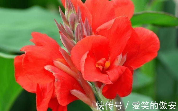 阳台|家里阳台必养此款花卉,一年四季开花不断,璀璨夺目超漂亮!