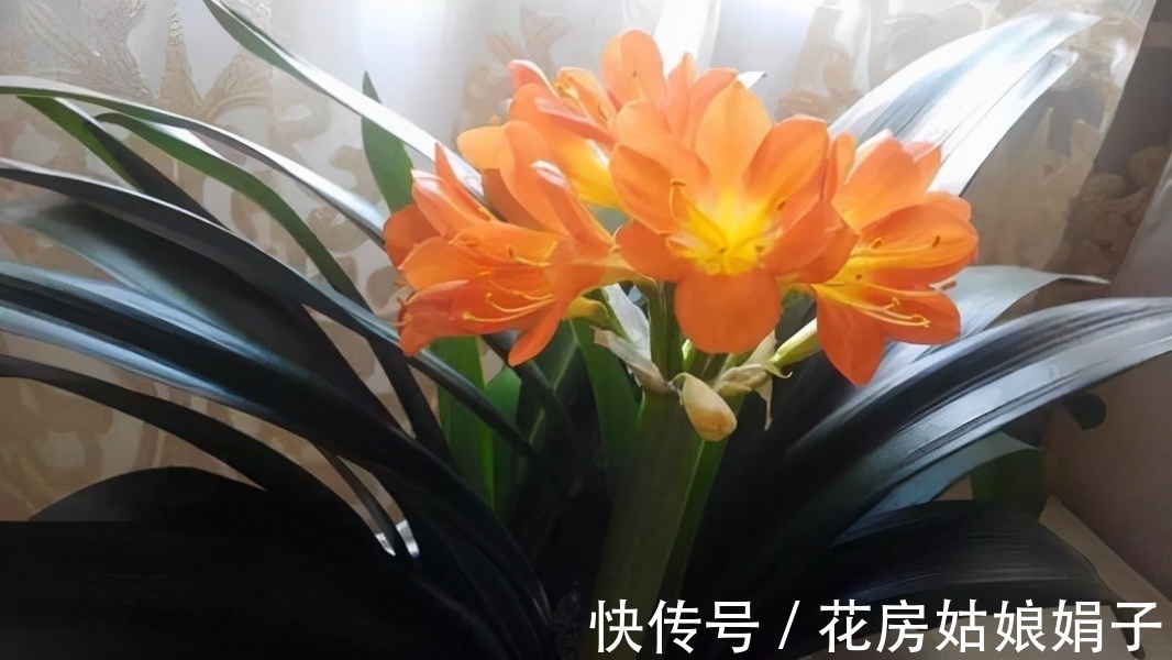 按照君子兰的生长习性来进行养殖,就不怕养不好它了,值得收藏