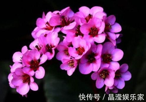 菊花展|喜欢菊花,不如养盆“菊中珍品”盘龙出海,是仙女舞裙,端庄典雅