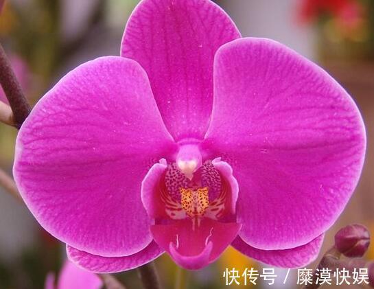 蝴蝶兰|4种公认难养的花,稍有不慎,白忙一场,只剩盆,坑!