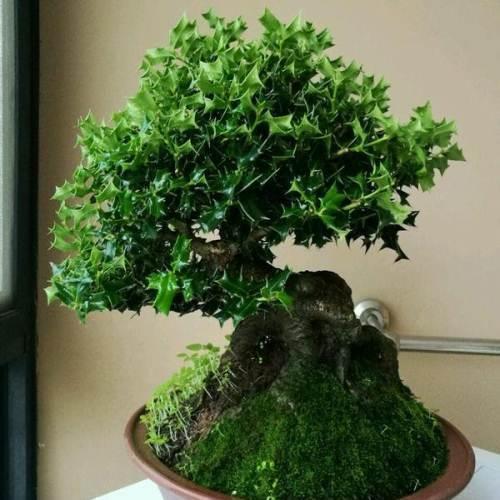 家养一盆枸骨盆景，叶片青翠风景好，从年头赏到年尾！