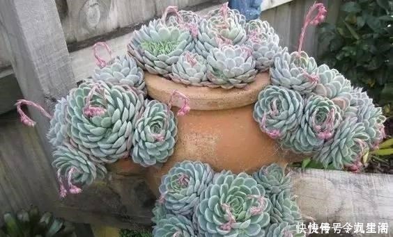 根系|刚买的多肉植物怎么养才不会死, 老花友给新手的8个建议!