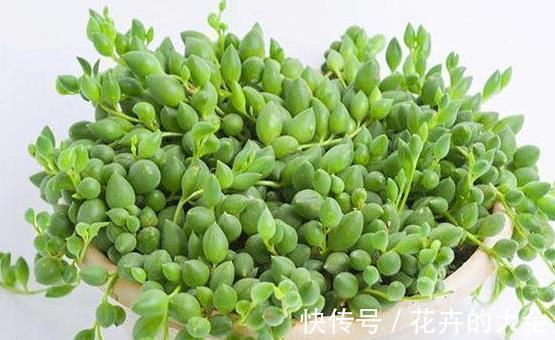 养殖|难怪你家多肉长不好,这些多肉,越晒太阳长得越不好