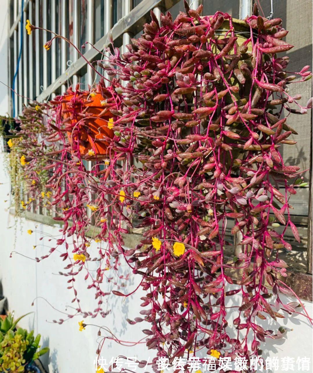 3种“养不死”的花，适合新手，不只是好养，关键很漂亮