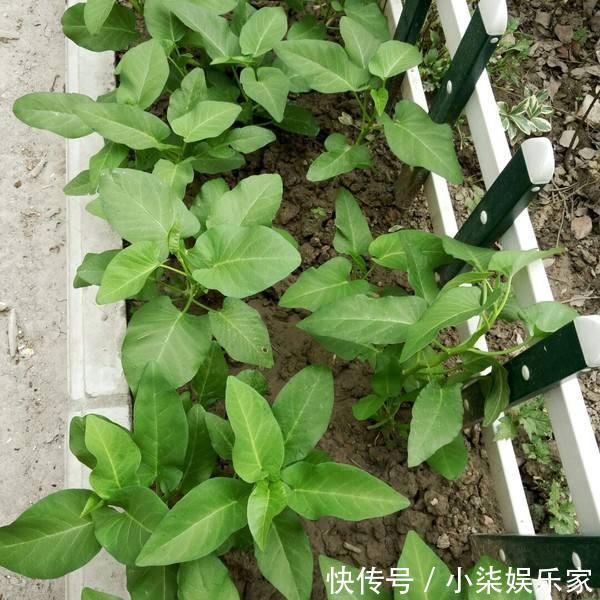采摘|3种吃剩的“菜杆子”,丢土里,长成一片“绿萝”,3天采摘一大盆