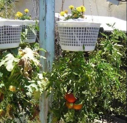 植物|没地种花种菜,没时间浇水几个塑料瓶就能解决,DIY变废为宝