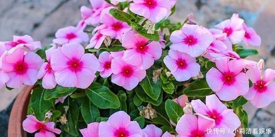 沙漠玫瑰|最适合懒人养护的这些花,不用费心养护,就可花开繁盛!