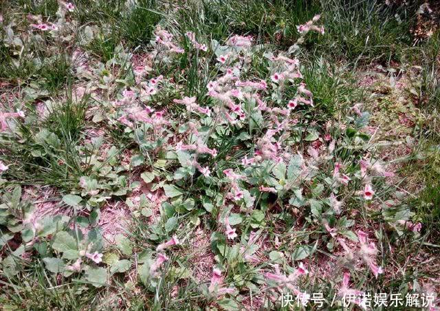 怀药|野草是“四大怀药”之一，曾是古代贡品，如今50一斤成摇钱树