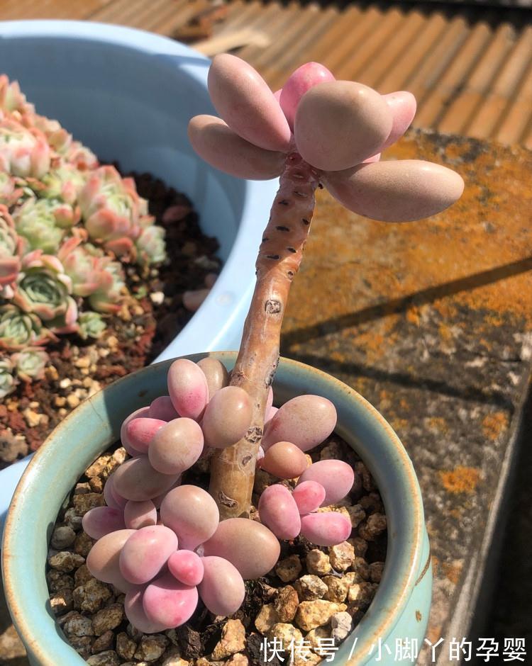 分享容易养成“老桩”的4种普货,初冬的肉肉又美又有韵味,爱了