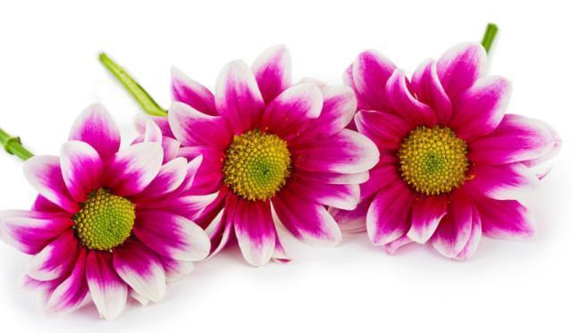 对方|十二星座女倒追谁成功率比较大狮子倒追摩羯,顺利点燃爱情火花