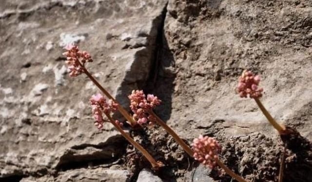 长在石头缝里的开花植物，遇见一棵你就发大财了，来看看你见过吗
