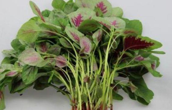 豌豆|十个女人九个湿，夏季3种蔬菜每周吃一次，远离湿毒肥胖的烦恼