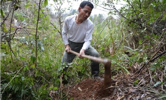 豆科崖豆藤|男子深山遇到此物,乐的挪不开脚,养肾补虚的圣品