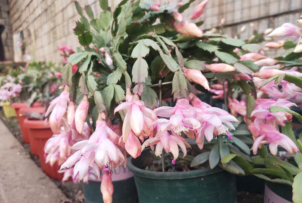 土壤|5种易繁殖的花,只需养1盆,1年繁殖几十盆,送亲朋倍有面子!