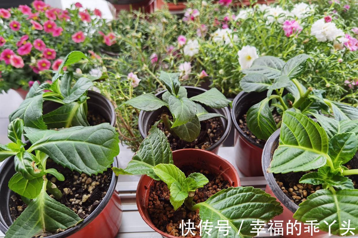 小雅|冬天快扦插这3种花,插土里生根很快,成活率高、花多又美