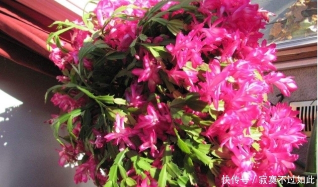 蟹爪兰夏季浇水浇透,那是在害死它,这样浇水才能开花爆盆