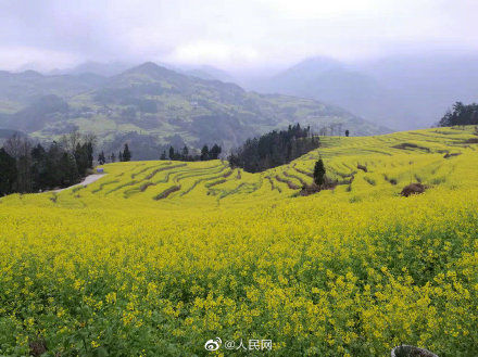 宜宾市|春来早！四川屏山万亩油菜花已盛开