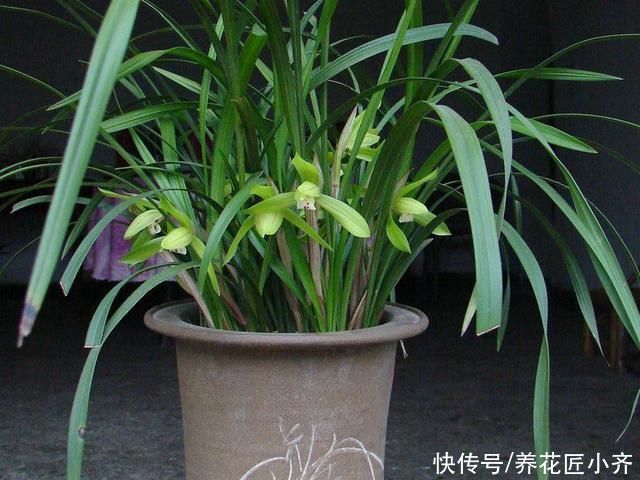 兰苗|盛夏养兰花，做好“三要、三不要”，兰苗叶片油绿，植株硬挺